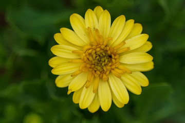 Yellow ray flower close-up