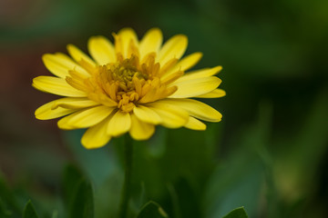 Yellow ray flower close-up