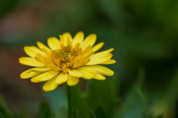 Yellow ray flower close-up