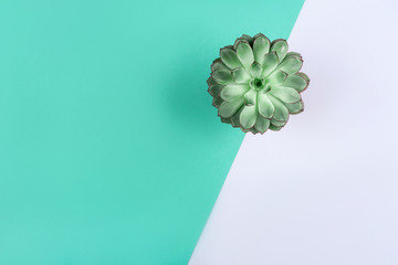 Beautiful green succulent on mint background. Flat lay, top view. Copy space for your text.