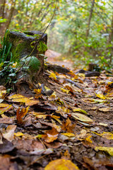 Terra coperta di foglie con vecchio tronco