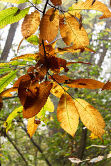 Foglie dorate in controluce