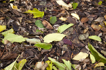 Naklejka premium Autumn leaves