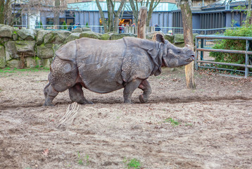 Fototapeta premium indian rhinoceros in the zoo