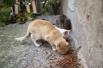 Cats abandoned street