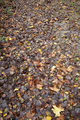 Autumn leaves