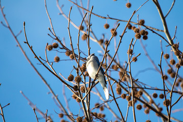 blue jay on branch
