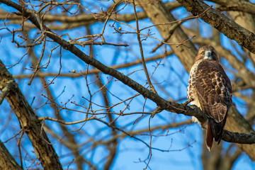 bird of prey on branch of tree