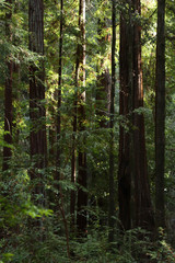 redwoods at big basin