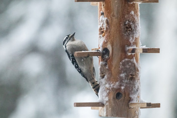 Up North in the winter snow