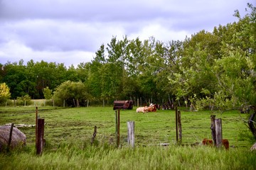 Two cows lay in a fenced field