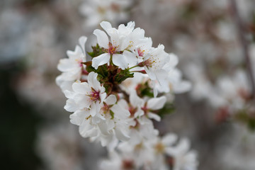 Cherry blossoms close-up