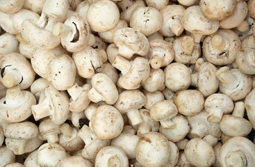 Fresh champignons in the grocery store