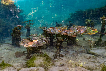 Plakat algae on the rock of the sea.