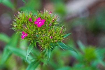 Pink flowers close-up