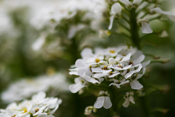 White flower cluster, close-up