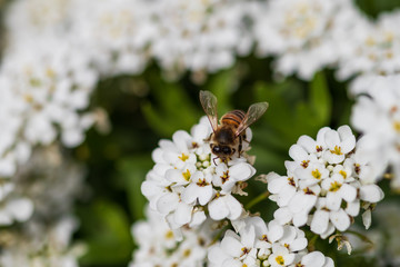 Bee on white flowers, close-up