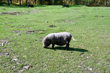A pig is seen looking for food in a farm yard