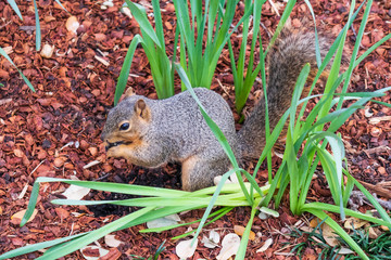 Squirrel sitting in grass eating