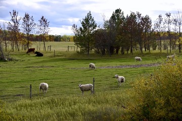 Sheep and cattle share a pasture in rural Manitoba