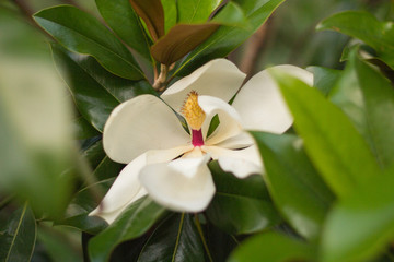 white flower Magnolia