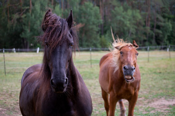 Naklejka na ściany i meble Zuviel oder das falsche Gras führt auch bei Pferden zu unerwünschten Nebenwirkungen, Friesenpferd, Lettisches Warmblut, Spaßfoto