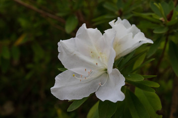 White Azalea blooms close-up