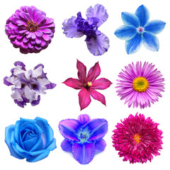 Big collection of various blue and purple head flowers rose, clematis, morning glory, chamomile, dahlia, aster, iris, lily isolated on a white background. Flat lay, top view