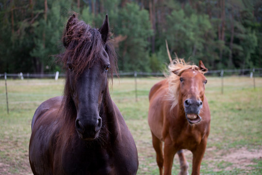 Zuviel oder das falsche Gras führt auch bei Pferden zu unerwünschten Nebenwirkungen, Friesenpferd, Lettisches Warmblut, Spaßfoto