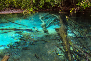 Emerald Pool clear blue water in tropical rainforest