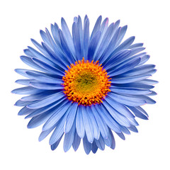 Blue flower aster alpine isolated on white background. Macro, daisy. Floral pattern, object. Flat lay, top view