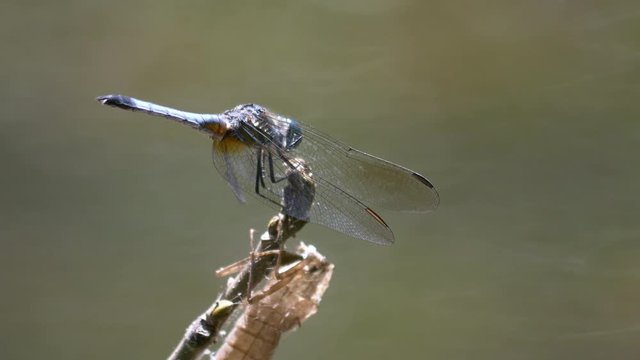 Dragonfly poops then leaves and returns multiple times close-up 4K