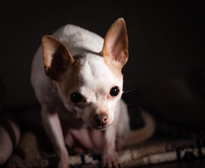 The Chihuahua #2