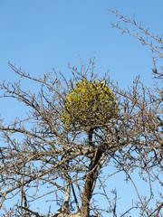 Misteln in ihrem natürlichen Lebensbereich
