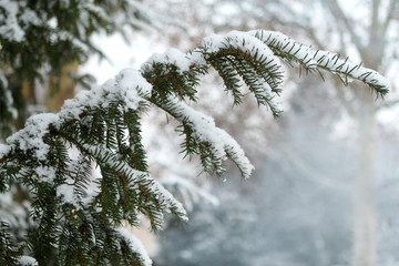 green fluffy branches of spruce with needles covered with white snow, natural background, concept...