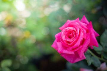 Roses in the garden