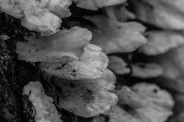 white fungi shelves on  a fallen tree 
