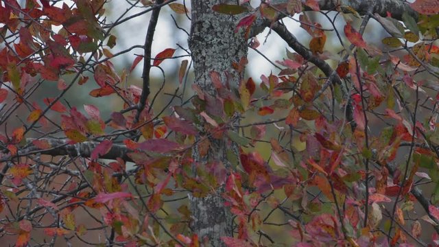 Small red and green leaves during early autumn. Medium close. Slow motion.