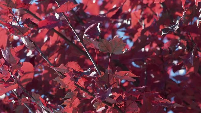 Bottom of bright red leaves from below tree branches. Slow motion.