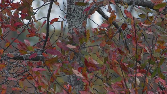 Small red and green leaves during early autumn. Medium close. Slow motion.