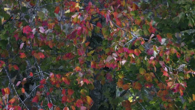 Purple, red and green leaves during autumn, Slow motion.