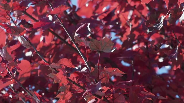 Bottom of bright red leaves from below tree branches. Slow motion.