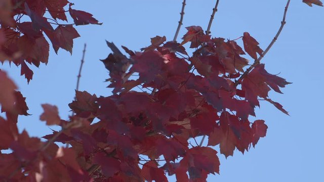 Tree branch with red and orange autumn leaves against a light blue sky. Slow motion.