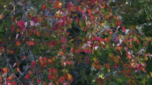 Purple, red and green leaves during autumn, Slow motion.