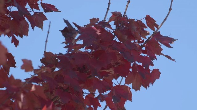 Tree branch with red and orange autumn leaves against a light blue sky. Slow motion.