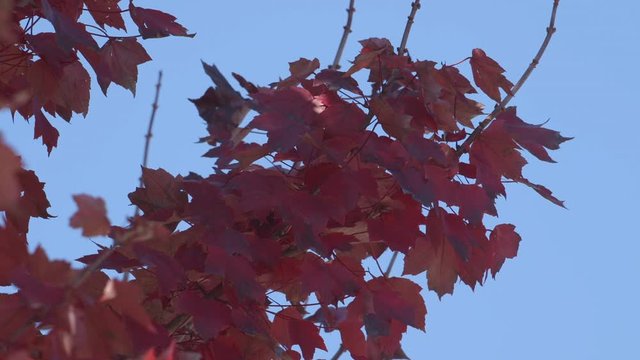 Tree branch with red and orange autumn leaves against a light blue sky. Slow motion.