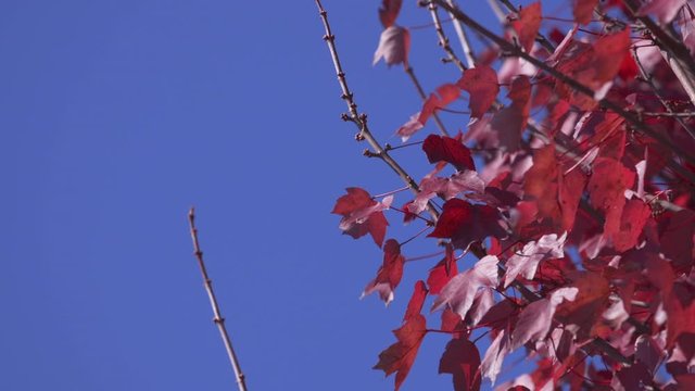 Slow motion footage of bright red leaves against a blue sky.