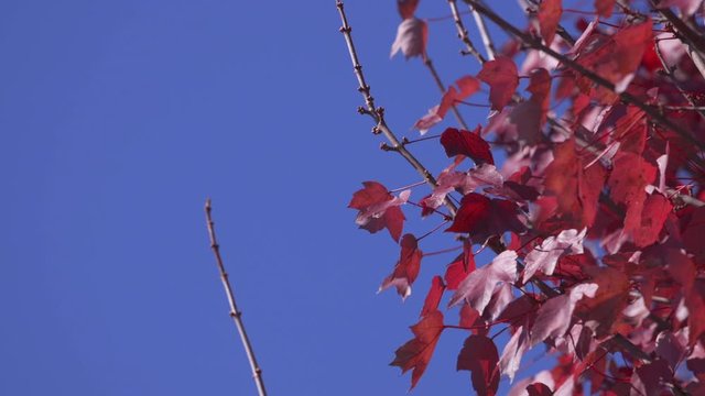 Slow motion footage of bright red leaves against a blue sky.