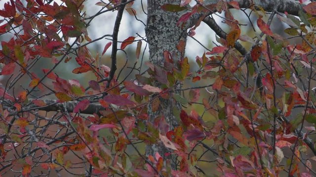 Small red and green leaves during early autumn. Medium close. Slow motion.