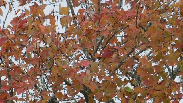 Orange and green autumn leaves beginning to change color. Close shot, Slow motion.